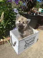 Raner, a male Pomsky for sale in Bowling Green, KY – 2 of 5