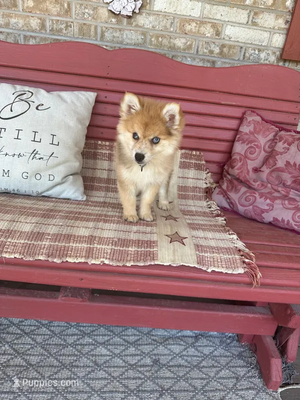 Reese – Pomsky puppy for sale in Bowling Green, KY