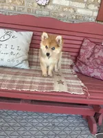 Reese, a male Pomsky for sale in Bowling Green, KY – 2 of 9