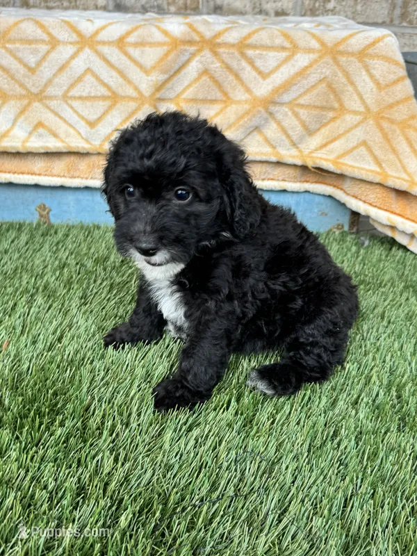 Nico – Miniature Bernedoodle puppy for sale in Bowling Green, KY