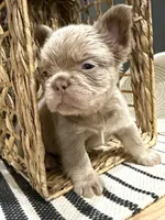 Chewie, a male French Bulldog for sale in Bowling Green, KY – 5 of 10