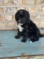 Star, a female Sheepadoodle and Miniature Bernedoodle for sale in Bowling Green, KY – 4 of 6