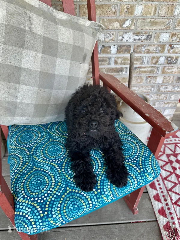 Elsa – Cavapoo puppy for sale in Bowling Green, KY