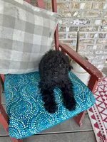 Elsa, a female Cavapoo for sale in Bowling Green, KY – 2 of 7
