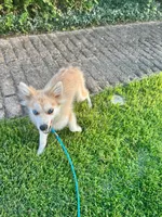 Rocky, a male Pomsky for sale in Bowling Green, KY – 4 of 4