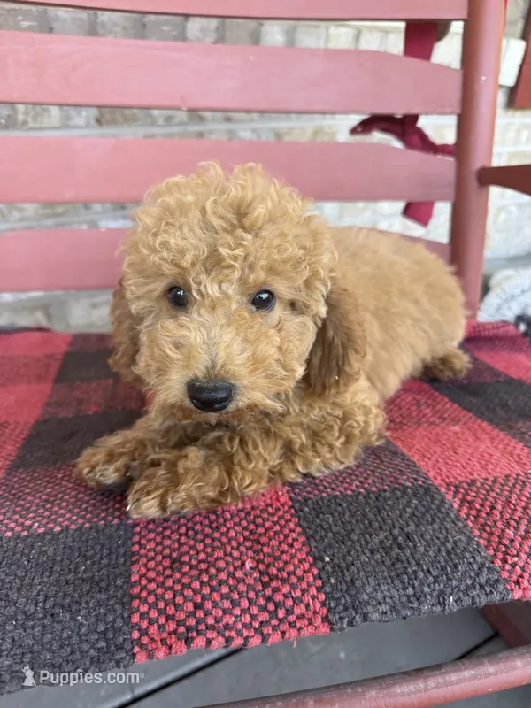 Charlie – Miniature Labradoodle puppy for sale in Bowling Green, KY