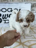 Reese, a female Cavapoo for sale in Bowling Green, KY – 3 of 7