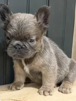 Blueberry, a female French Bulldog for sale in Bowling Green, KY – 7 of 10