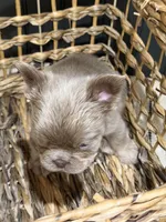Chewie, a male French Bulldog for sale in Bowling Green, KY – 6 of 10