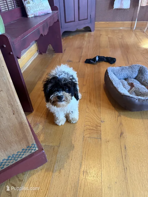 Bonnie – Miniature Bernedoodle puppy for sale in Bowling Green, KY