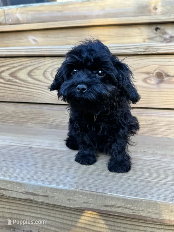 Angel - mini – Cavapoo puppy for sale in Bowling Green, KY