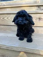Angel - mini, a female Cavapoo for sale in Bowling Green, KY – 7 of 9
