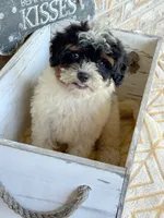 Bonnie, a female Miniature Bernedoodle for sale in Bowling Green, KY – 1 of 7