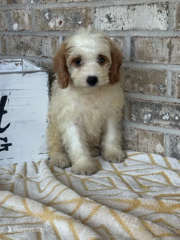 Bailey – Miniature Bernedoodle puppy for sale in Bowling Green, KY
