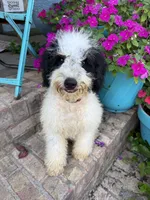 Beau, a male Miniature Bernedoodle for sale in Bowling Green, KY – 7 of 8