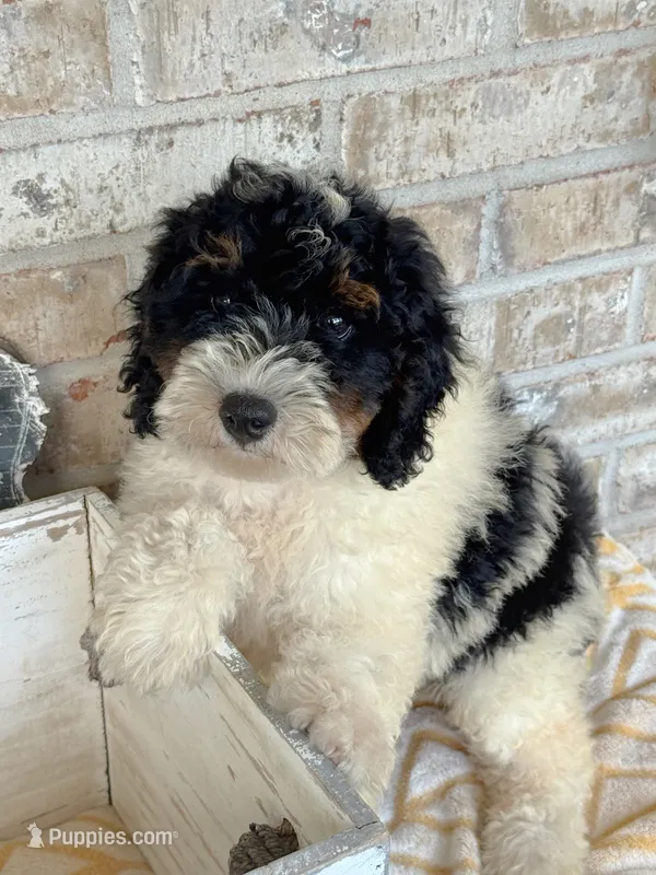 Brody – Miniature Bernedoodle puppy for sale in Bowling Green, KY