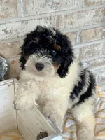 Brody, a male Miniature Bernedoodle for sale in Bowling Green, KY – 1 of 6
