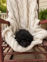 Lola, a female Cavapoo for sale in Bowling Green, KY – 3 of 5