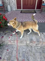 Hugo, a male Pomsky for sale in Bowling Green, KY – 5 of 10
