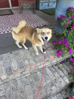 Hugo, a male Pomsky for sale in Bowling Green, KY – 10 of 10