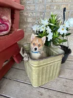 Hugo, a male Pomsky for sale in Bowling Green, KY – 5 of 6