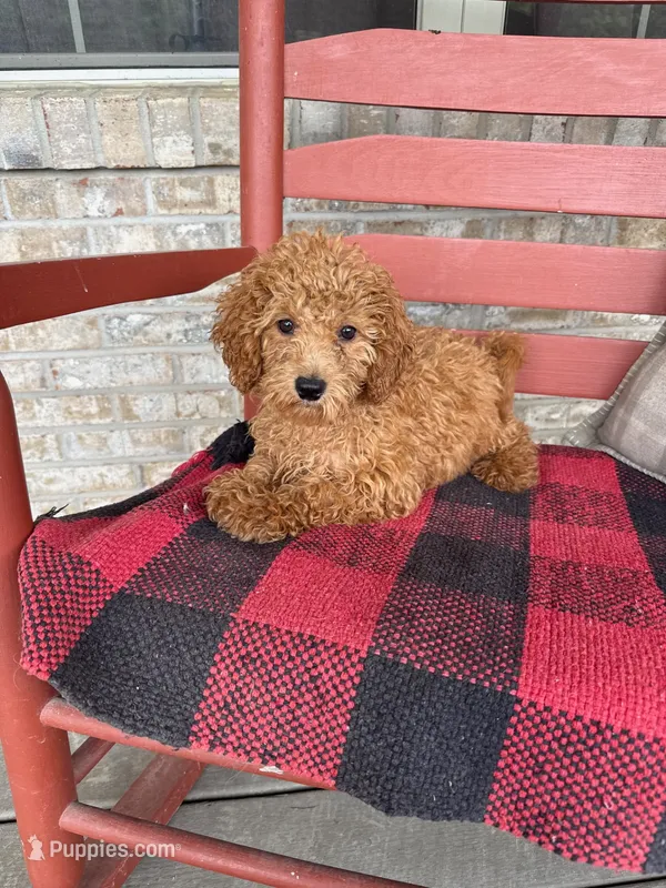 Ginger – Miniature Labradoodle puppy for sale in Bowling Green, KY