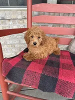 Ginger, a female Miniature Labradoodle for sale in Bowling Green, KY – 4 of 5