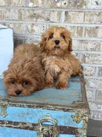 Apple, a female Cavapoo for sale in Bowling Green, KY – 6 of 6