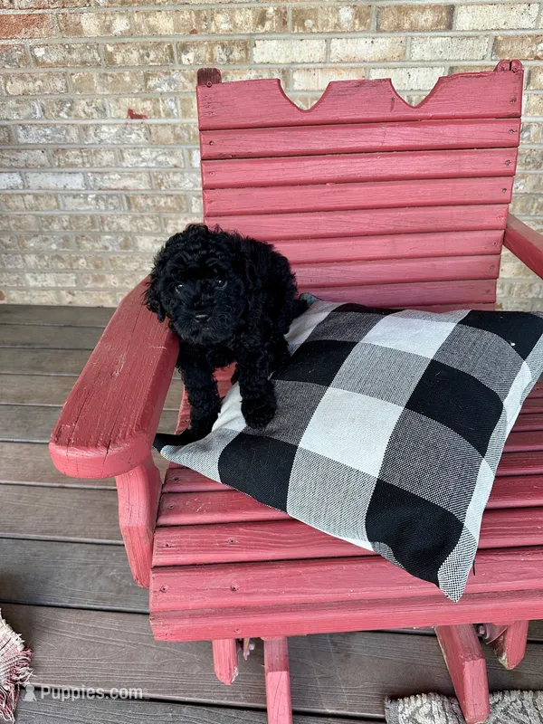 Emma – Cavapoo puppy for sale in Bowling Green, KY