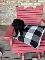 Emma, a female Cavapoo for sale in Bowling Green, KY – 1 of 5