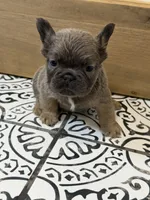 Blueberry, a female French Bulldog for sale in Bowling Green, KY – 5 of 10