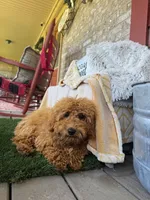 Jewels, a female Miniature Labradoodle for sale in Bowling Green, KY – 6 of 6
