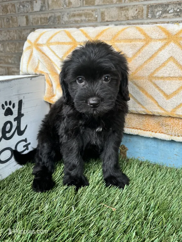 Nina – Sheepadoodle, Miniature Bernedoodle puppy for sale in Bowling Green, KY