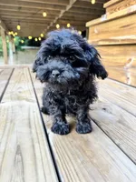 Angel - mini, a female Cavapoo for sale in Bowling Green, KY – 3 of 9