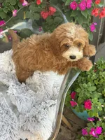 Beaver, a male Miniature Bernedoodle for sale in Bowling Green, KY – 6 of 10