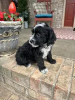 Nova, a female Sheepadoodle and Miniature Bernedoodle for sale in Bowling Green, KY – 3 of 4