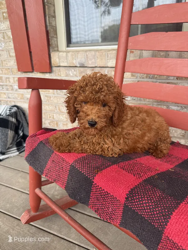 Gus – Miniature Labradoodle puppy for sale in Bowling Green, KY