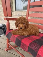 Gus, a male Miniature Labradoodle for sale in Bowling Green, KY – 1 of 6
