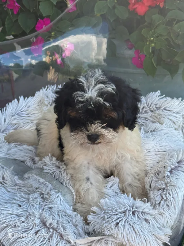 Bonnie – Miniature Bernedoodle puppy for sale in Bowling Green, KY