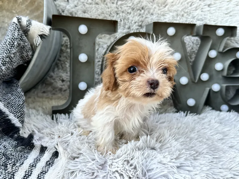 Acorn – Cavapoo puppy for sale in Bowling Green, KY