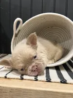 King George, a male French Bulldog for sale in Bowling Green, KY – 7 of 8