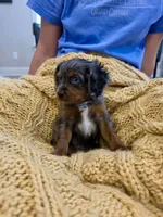 Mack, a male Cavapoo for sale in Bowling Green, KY – 2 of 4