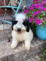 Beau, a male Miniature Bernedoodle for sale in Bowling Green, KY – 4 of 8
