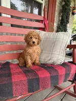 Ginger, a female Miniature Labradoodle for sale in Bowling Green, KY – 3 of 5