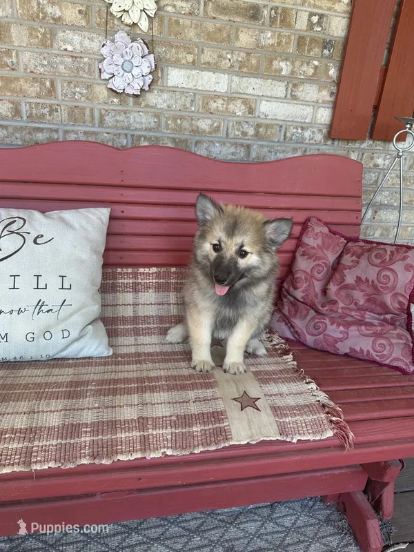 Raner – Pomsky puppy for sale in Bowling Green, KY