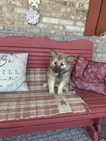 Raner, a male Pomsky for sale in Bowling Green, KY – 1 of 5