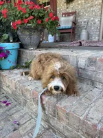 Beaver, a male Miniature Bernedoodle for sale in Bowling Green, KY – 5 of 5
