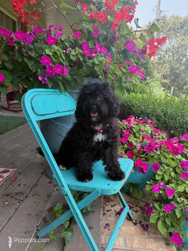 Lizzy – Cavapoo puppy for sale in Bowling Green, KY