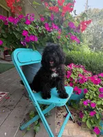 Lizzy, a female Cavapoo for sale in Bowling Green, KY – 4 of 5