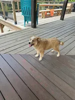 Chance, a male Pomsky for sale in Bowling Green, KY – 4 of 7